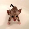 Kittyset 11