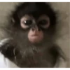 monkeys 13