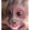 monkeys 15