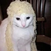 Kittyset 12