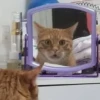 Kittyset 13