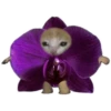 UwU 9