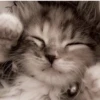 Kittyset 14