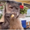 monkeys 16
