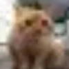 Kittyset 15