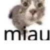 miau