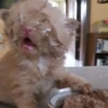Kittyset 16