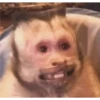 monkeys 17