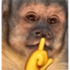 monkeys 18