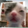 Kittyset 17
