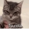 a ver tu cola 😎memes 11