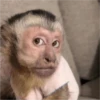 monkeys 19