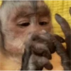 monkeys 20