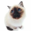 Kittyset 19