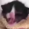 Kittyset 20
