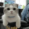 a ver tu cola 😎memes 14