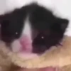 Kittyset 22