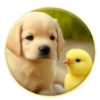 Magic Chicken! 20