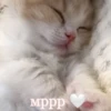 мppp