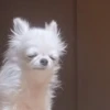Perritos Moods 13