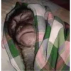 monkeys 25