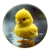 Magic Chicken! 26