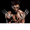 Wolverine 24