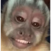 monkeys 26