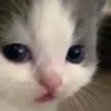 Kittyset 25