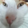 Kittyset 26