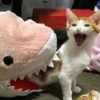 Kittyset 27