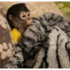 monkeys 28