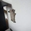 Kittyset 28