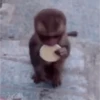 monkeys 29