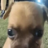 Perritos Moods 14