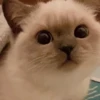 Kittyset 29
