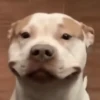 Perritos Moods 15