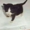 Kittyset 30