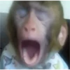 monkeys 30
