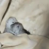 ૮꒰ྀི◞⸝⸝⸝◟꒱ྀིაㅤ ೀ кит1к 3