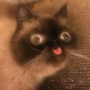 kitty 5
