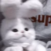 My favourite kittens ;: by 5