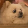 Funny Animals 3 5
