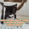 котRта и мYдрые мысли 2 5