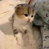૮꒰ྀི◞⸝⸝⸝◟꒱ྀིაㅤ ೀ кит1к 4