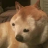 Funny Animals 3 6