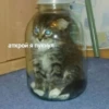 kitty 6