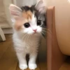 ૮꒰ྀི◞⸝⸝⸝◟꒱ྀིაㅤ ೀ кит1к 5
