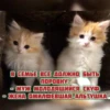котRта и мYдрые мысли 2 6