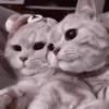 My favourite kittens ;: by 6